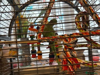 Ringnecks birds Ernie the ringneck - Advert 5