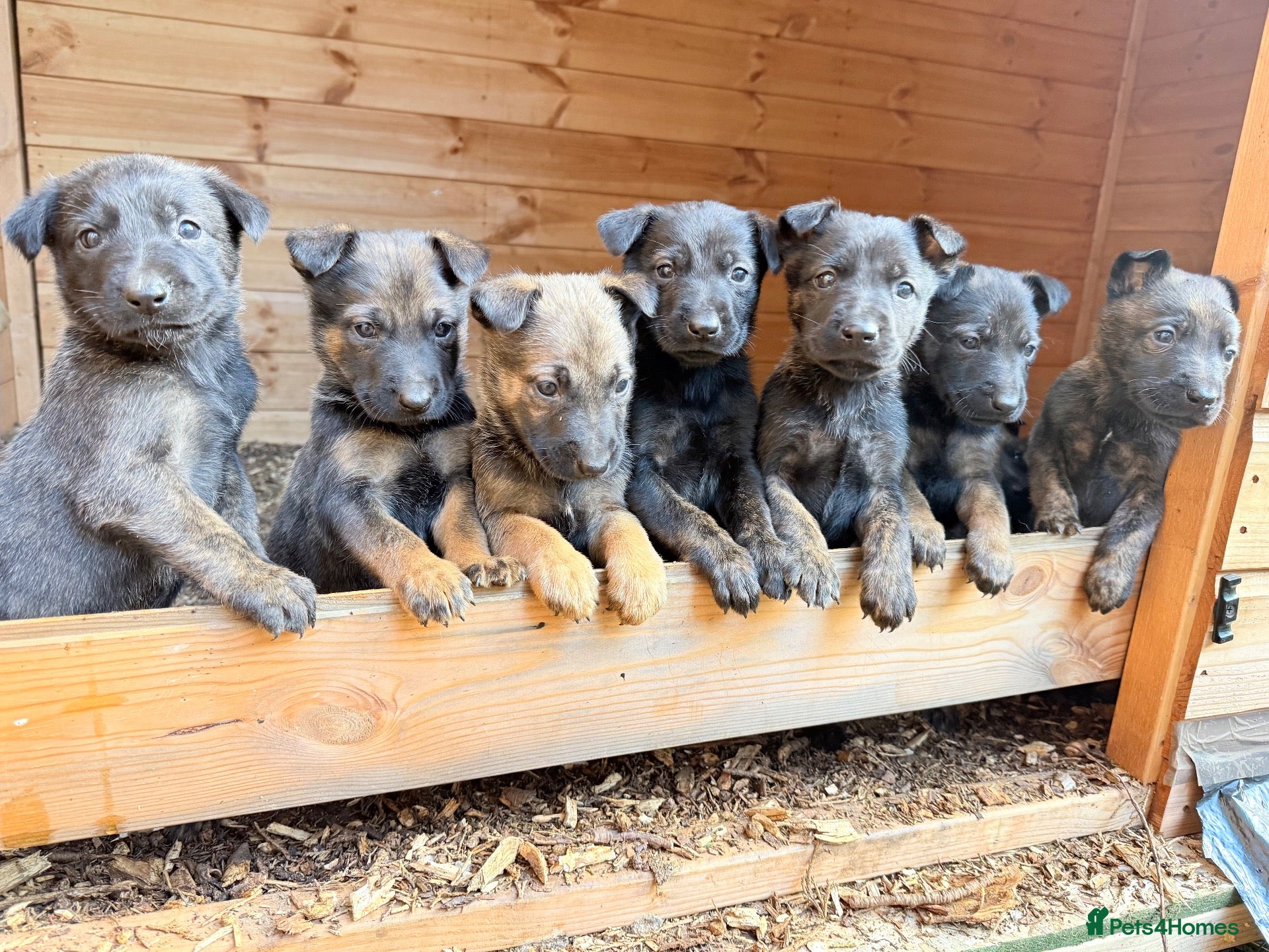 Belgian Shepherd Dog dogs Belgian Malinois pups 5 weeks old - Advert 5