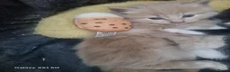 Mixed Breed cats for sale: Beautiful kitten in Ipswich - Advert 13