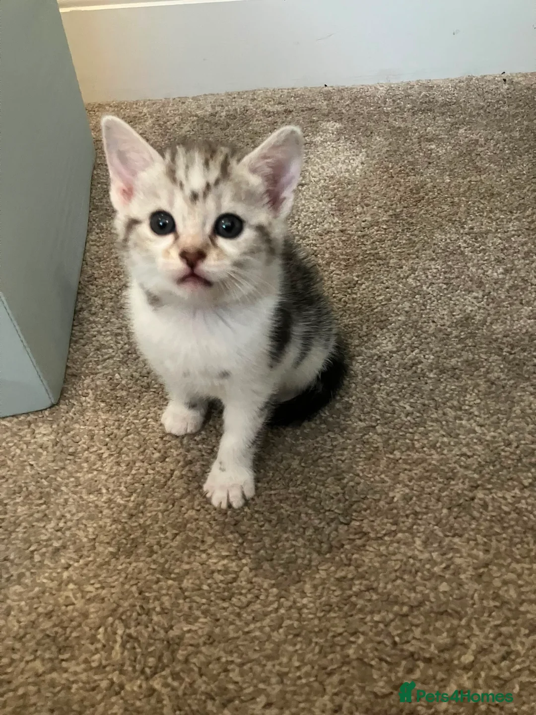 Bengal cats for sale: Half Bengal kittens  in Sowerby Bridge - Advert 2