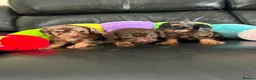Cockapoo dogs for sale: Stunning litter of cockapoo puppies  - Advert 6