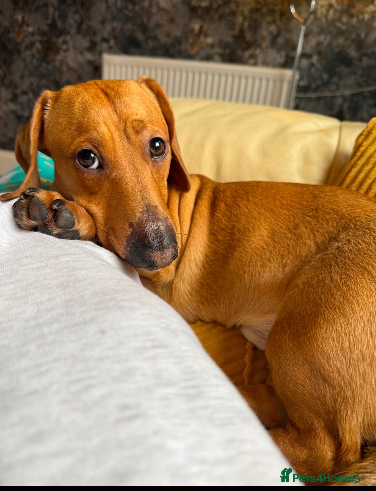 Mixed Breed dogs 💙🐶 MILO – A TINY CUDDLE DACHSHUND BOY - Advert 5