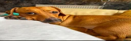 Mixed Breed dogs for adoption: 💙🐶 MILO – A TINY CUDDLE BUG in Swadlincote - Advert 3