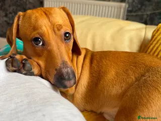Mixed Breed dogs 💙🐶 MILO – A TINY CUDDLE DACHSHUND BOY - Advert 5