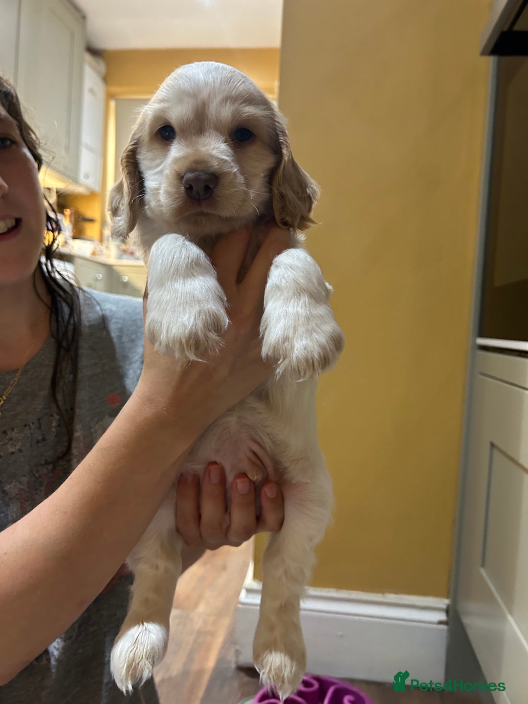 Cocker Spaniel dogs for sale: Gorgeous Cocker Spaniel Puppies - Image 2