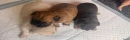 Mixed Breed dogs for sale: Beautiful FrenchiePoo puppies❤️ - Advert 6