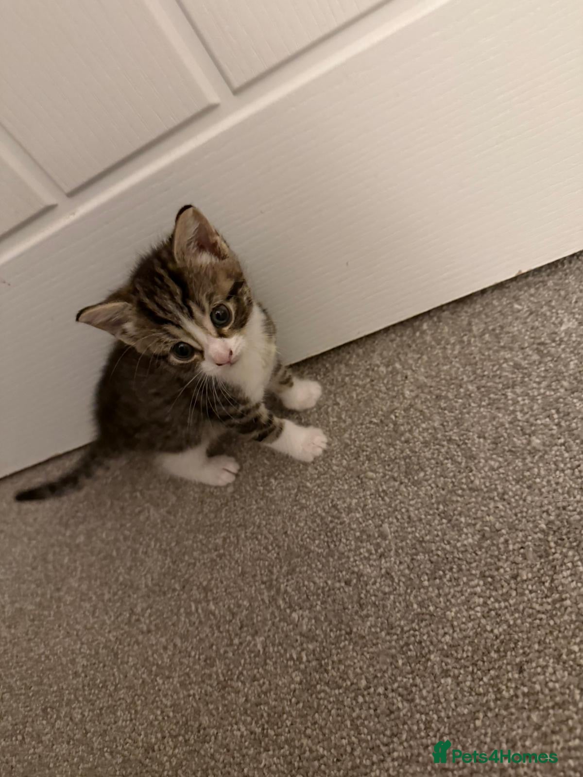 Mixed Breed cats Male kitten - Advert 3