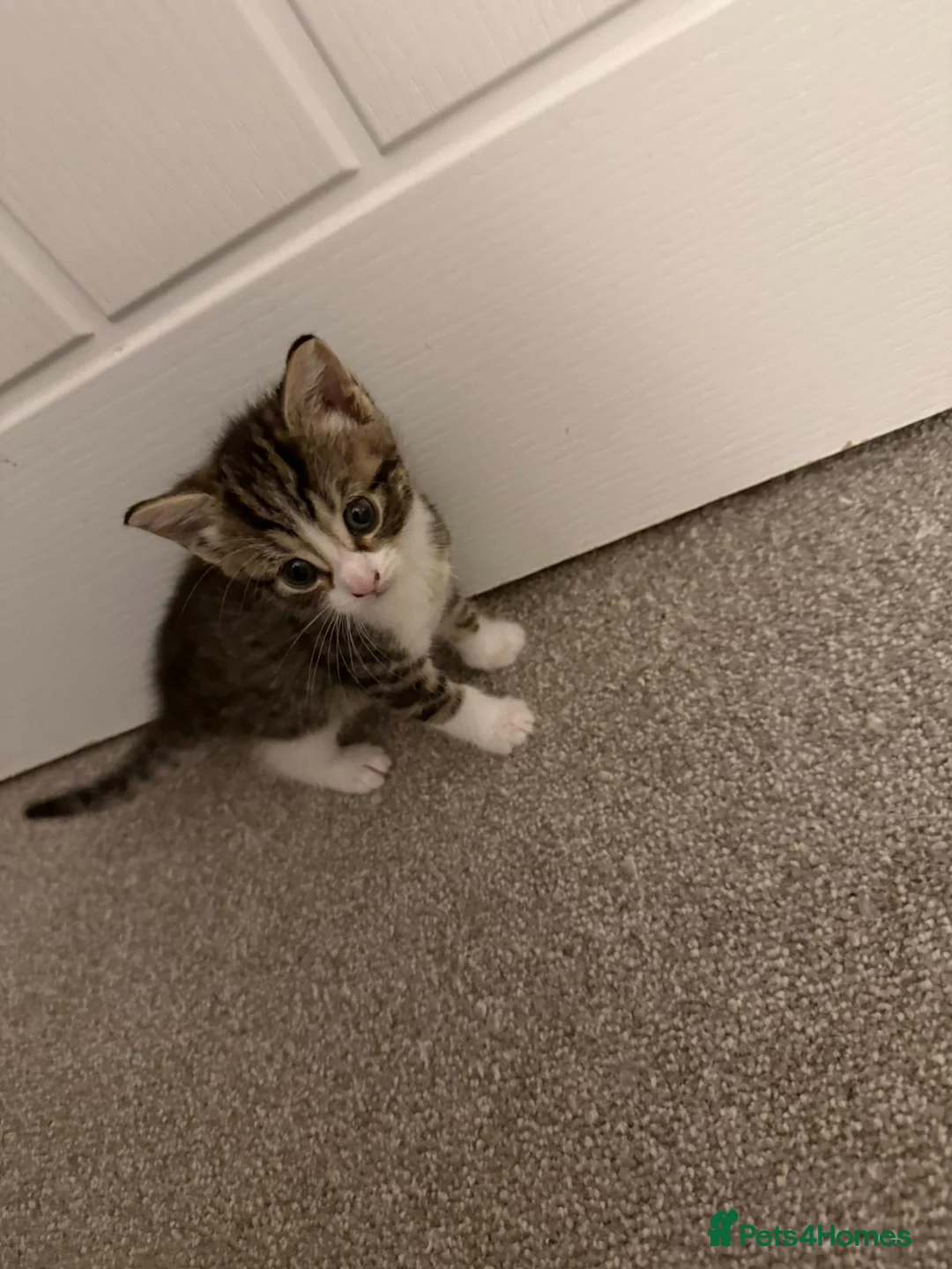 Mixed Breed cats for sale: Male kitten - Advert 1