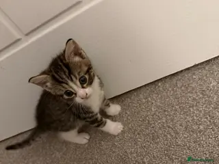 Mixed Breed cats Male kitten - Advert 3