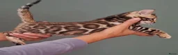 Bengal cats for sale: luxurious bengals - Advert 20