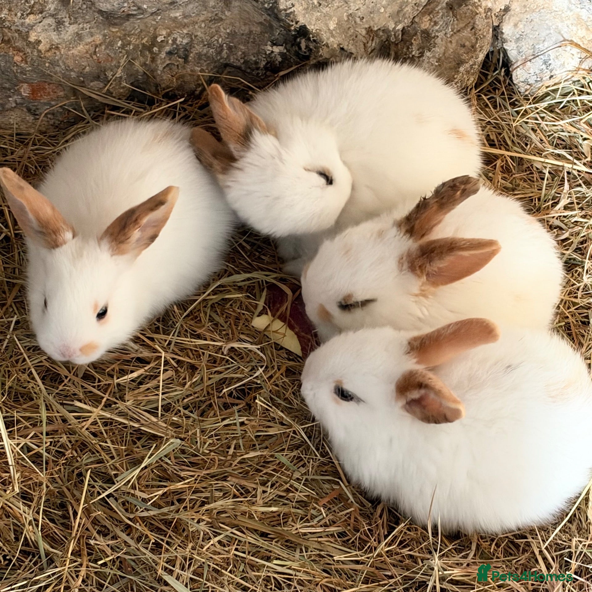 Mixed Breed rabbits Babies available now (October) and new litter Nov  - Advert 20