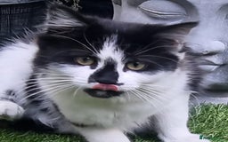 British Longhair cats for sale: ******. 2 female KITTENS.  - Image 14
