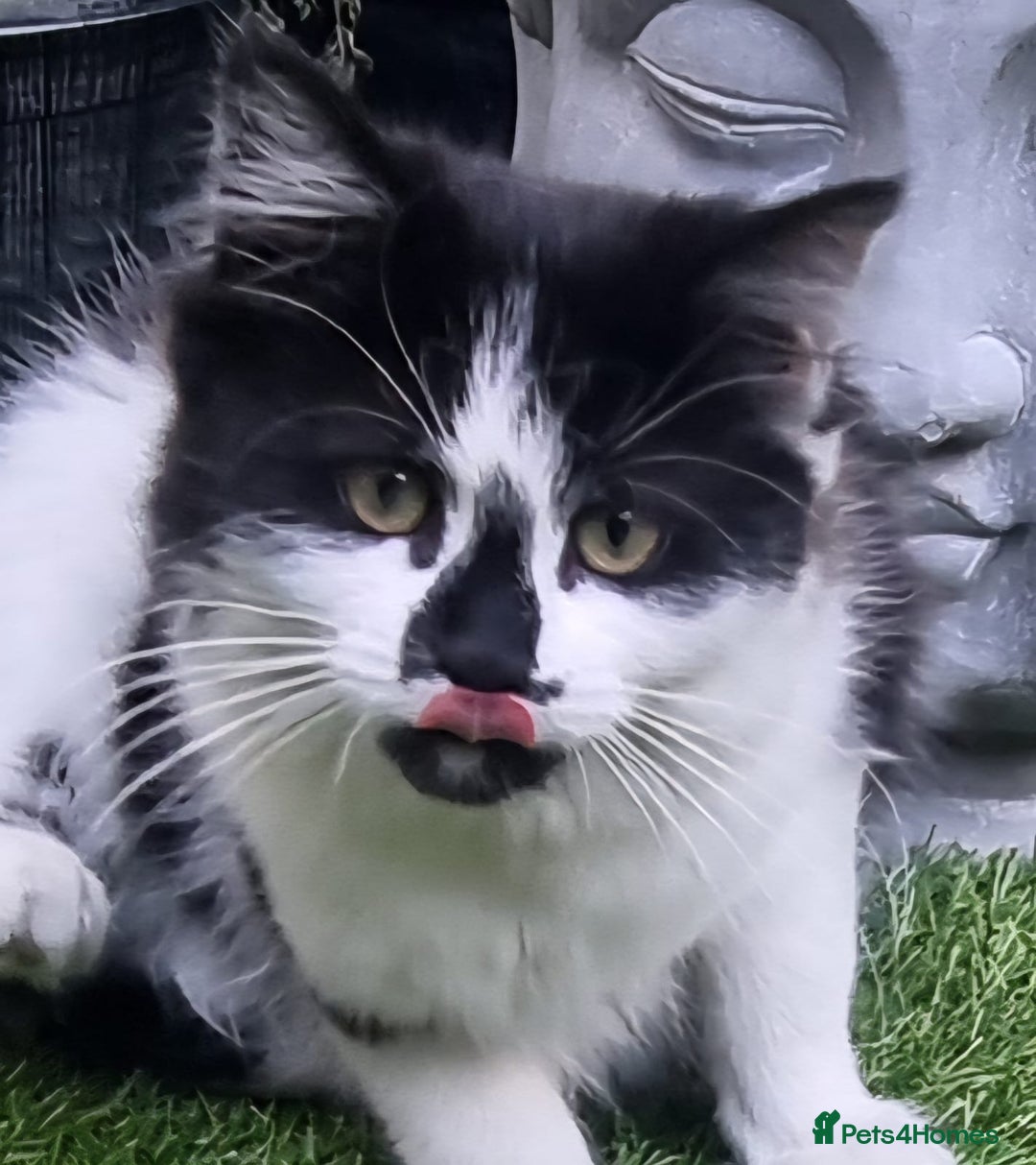British Longhair cats for sale: ******. 2 female KITTENS.  - Image 14