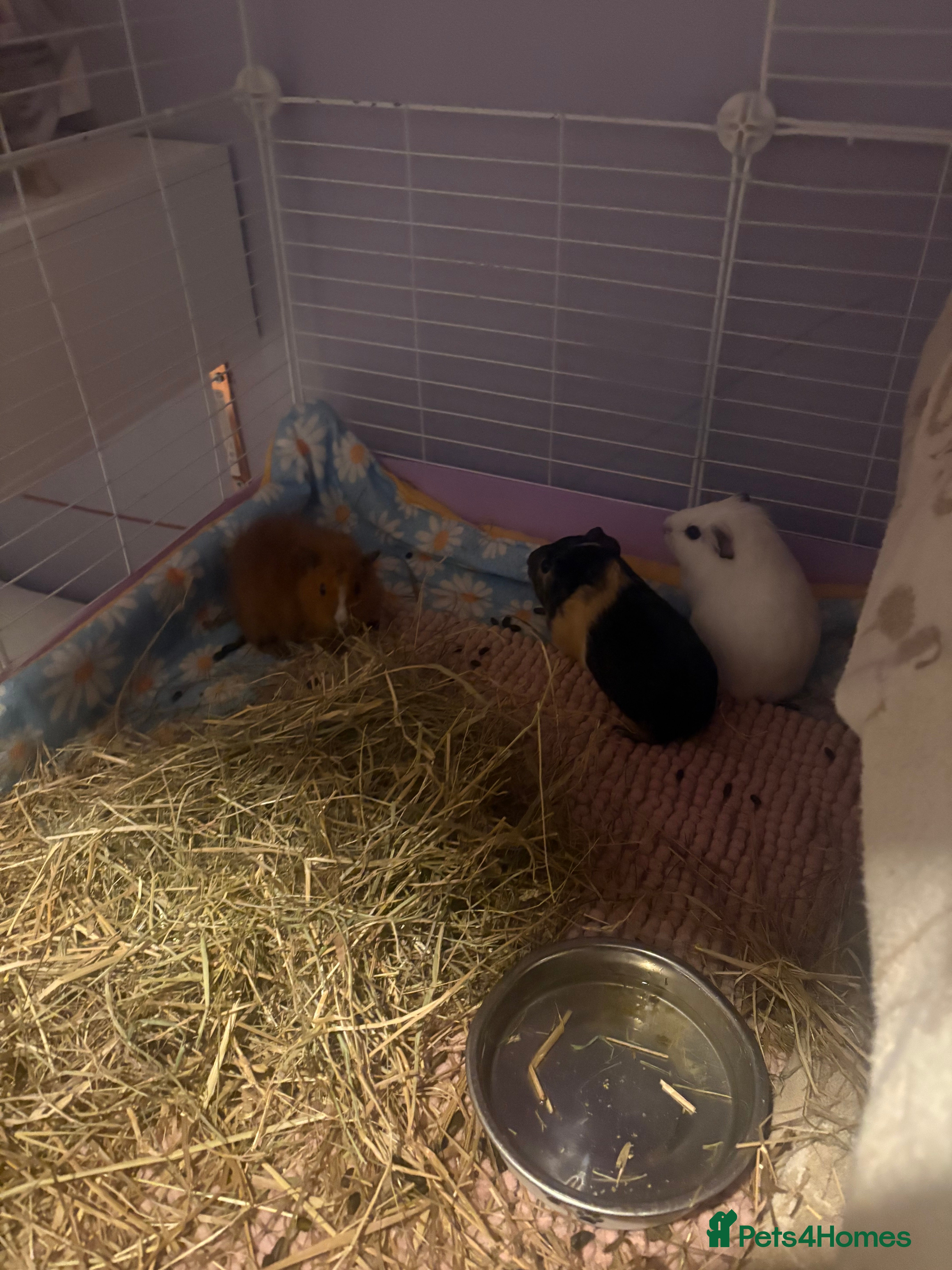 Guinea Pig rodents 3 beautiful female Guniea pigs for sale  - Advert 1