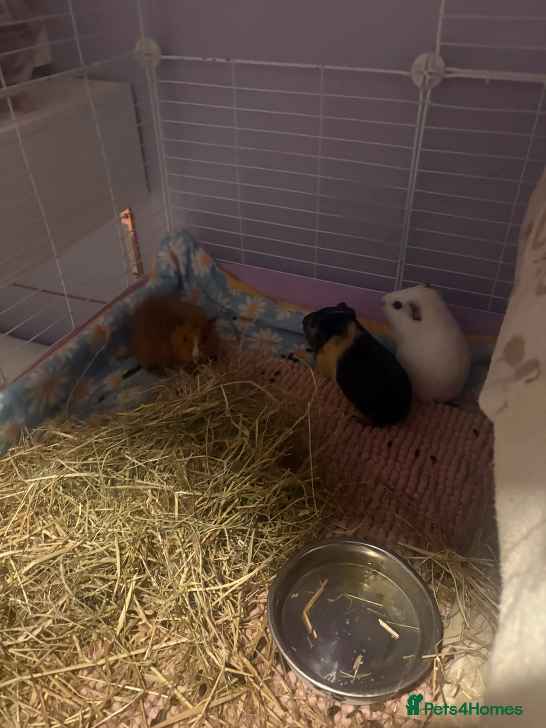 Guinea Pig rodents for sale: 3 beautiful female Guniea pigs for sale  - Advert 1
