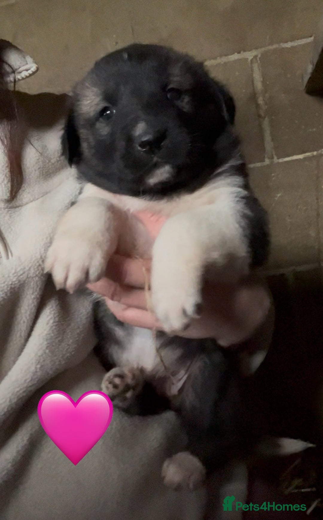 Mixed Breed dogs for sale: Turkish kangal x Caucasian pups  - Advert 5