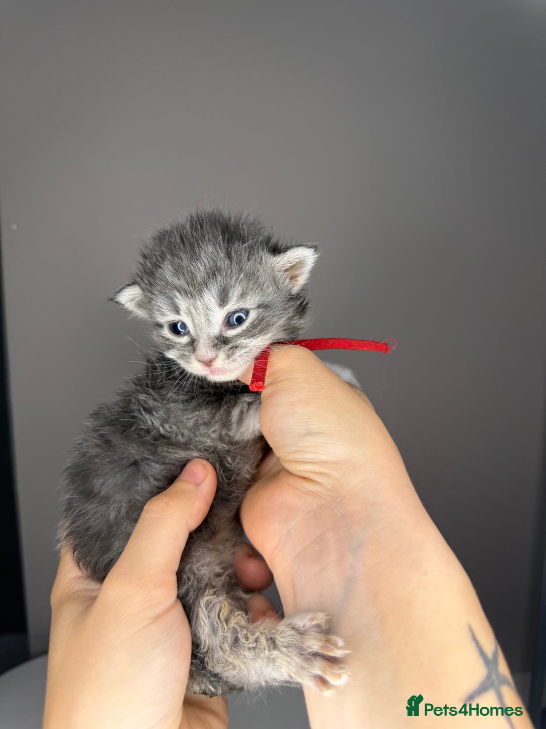 Maine Coon cats for sale: XL maine coon kittens available in Market Rasen - Image 4