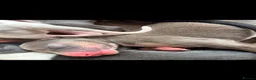 Lurcher dogs for sale: Lurcher puppies  - Advert 7
