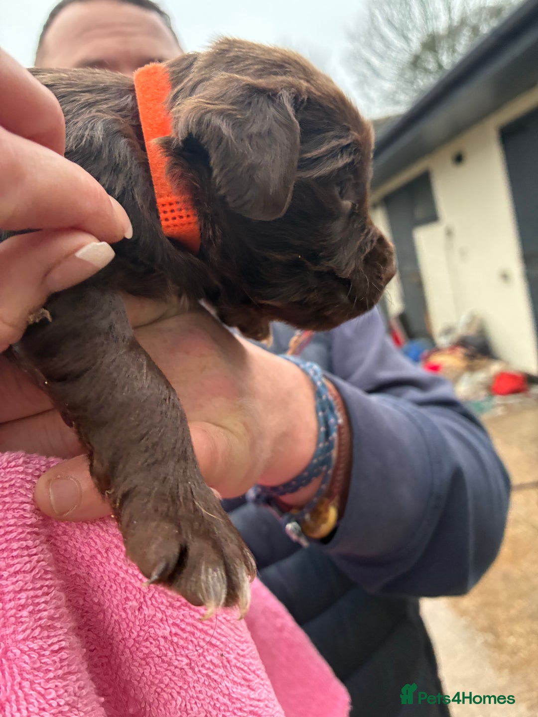 Cocker Spaniel dogs for sale: True working Cocker Spaniels docked  - Advert 7