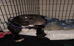 American Bull Staffy dogs for sale: american staffordshire for sale  - Image 8