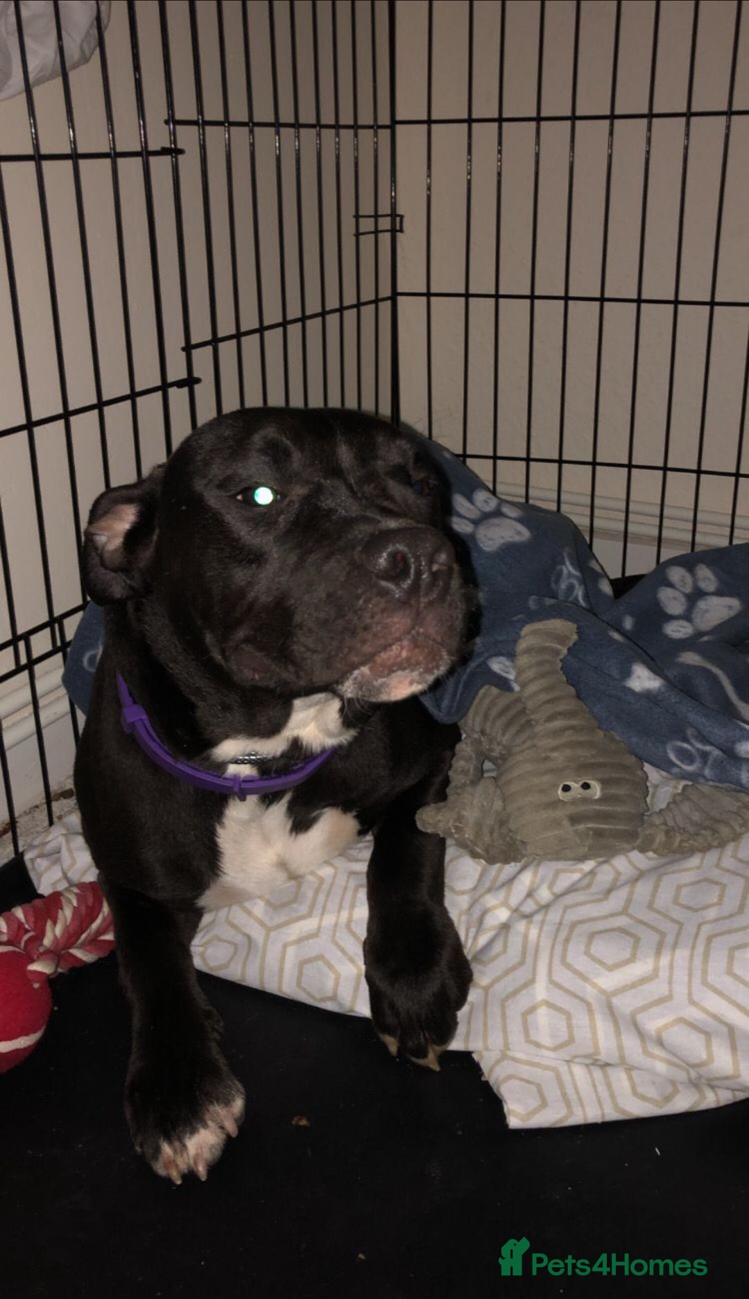 American Bull Staffy dogs for sale: american staffordshire for sale  - Image 8