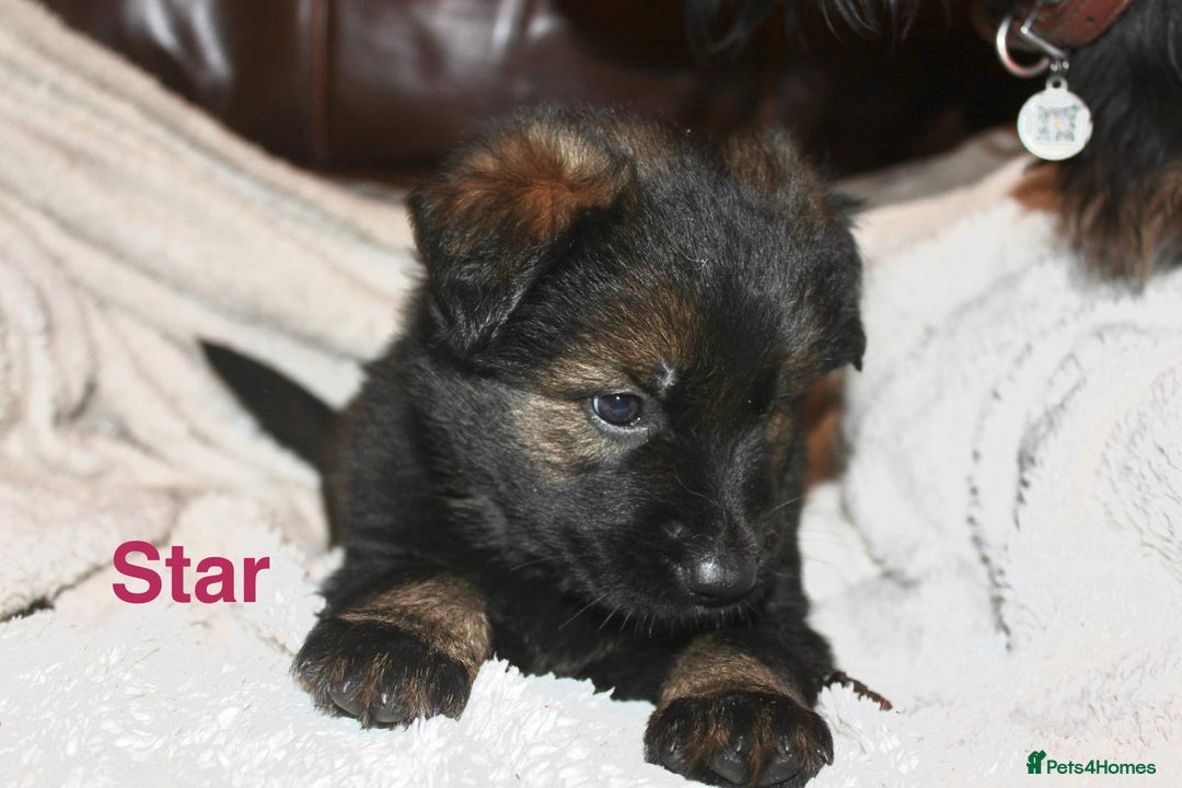 German Shepherd dogs for sale: German shepherd puppies  - Advert 22