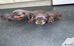 Dachshund dogs for sale: Dachshund puppys - Image 8