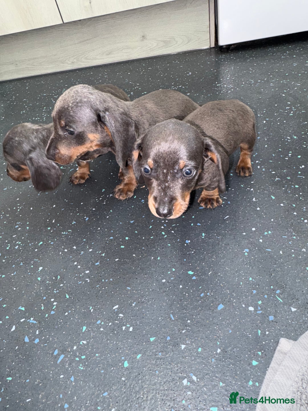 Dachshund dogs for sale: Dachshund puppys - Image 8