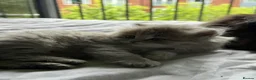 British Longhair cats for sale: Luxury British Longhair Kitten | TICA Registered - Advert 3