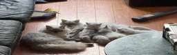 Ragdoll cats for sale: 💯stunning pure looking 💥Ragdolls for good homes. in Lowestoft - Advert 8