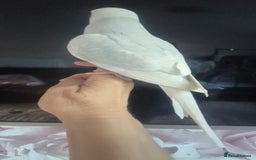 Ringnecks birds for sale: Handreared baby ringneck - Image 5