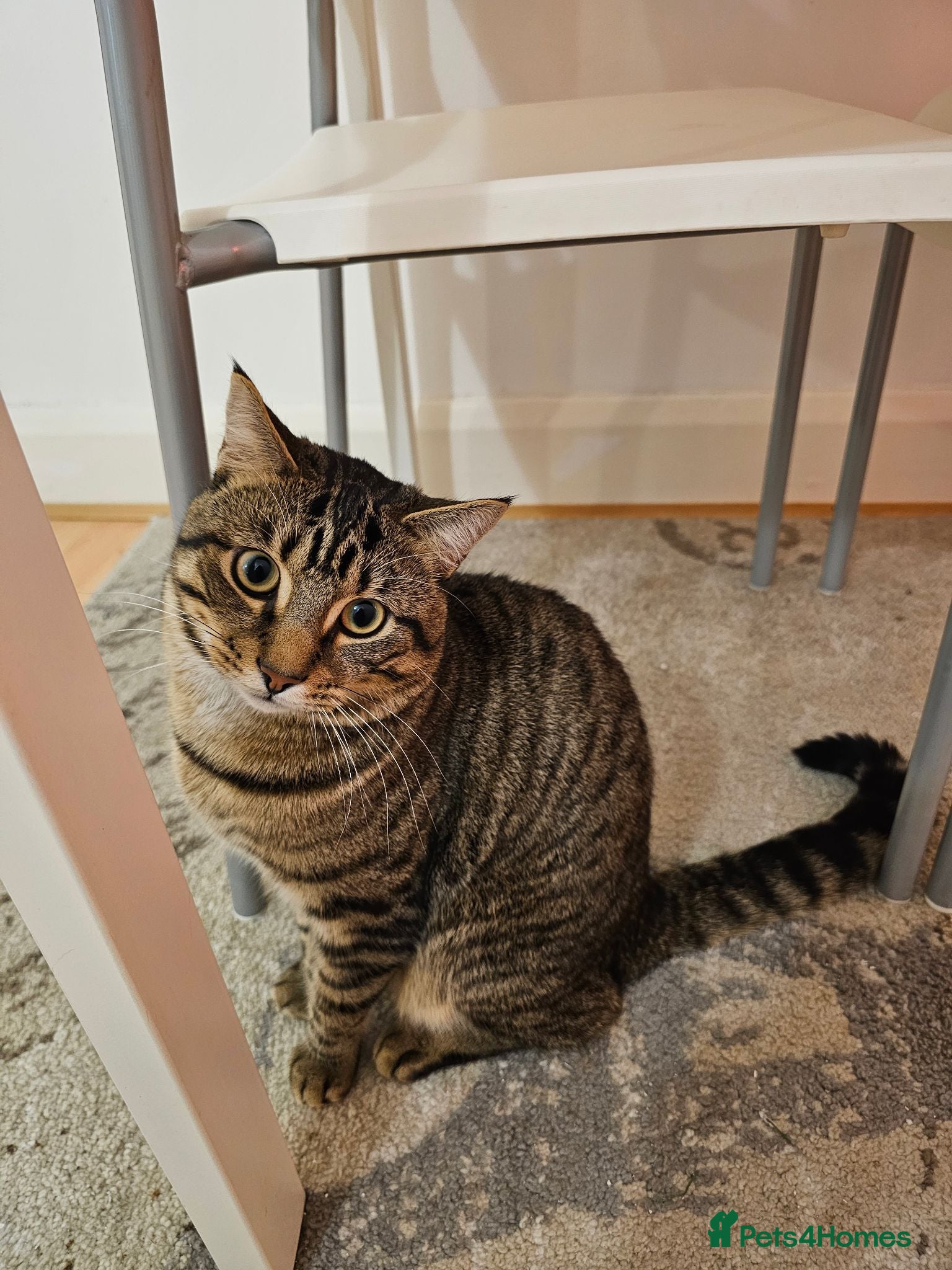 American Shorthair cats Caring cat lover for milo the cat - Advert 2