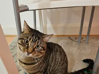 American Shorthair cats Caring cat lover for milo the cat - Advert 2