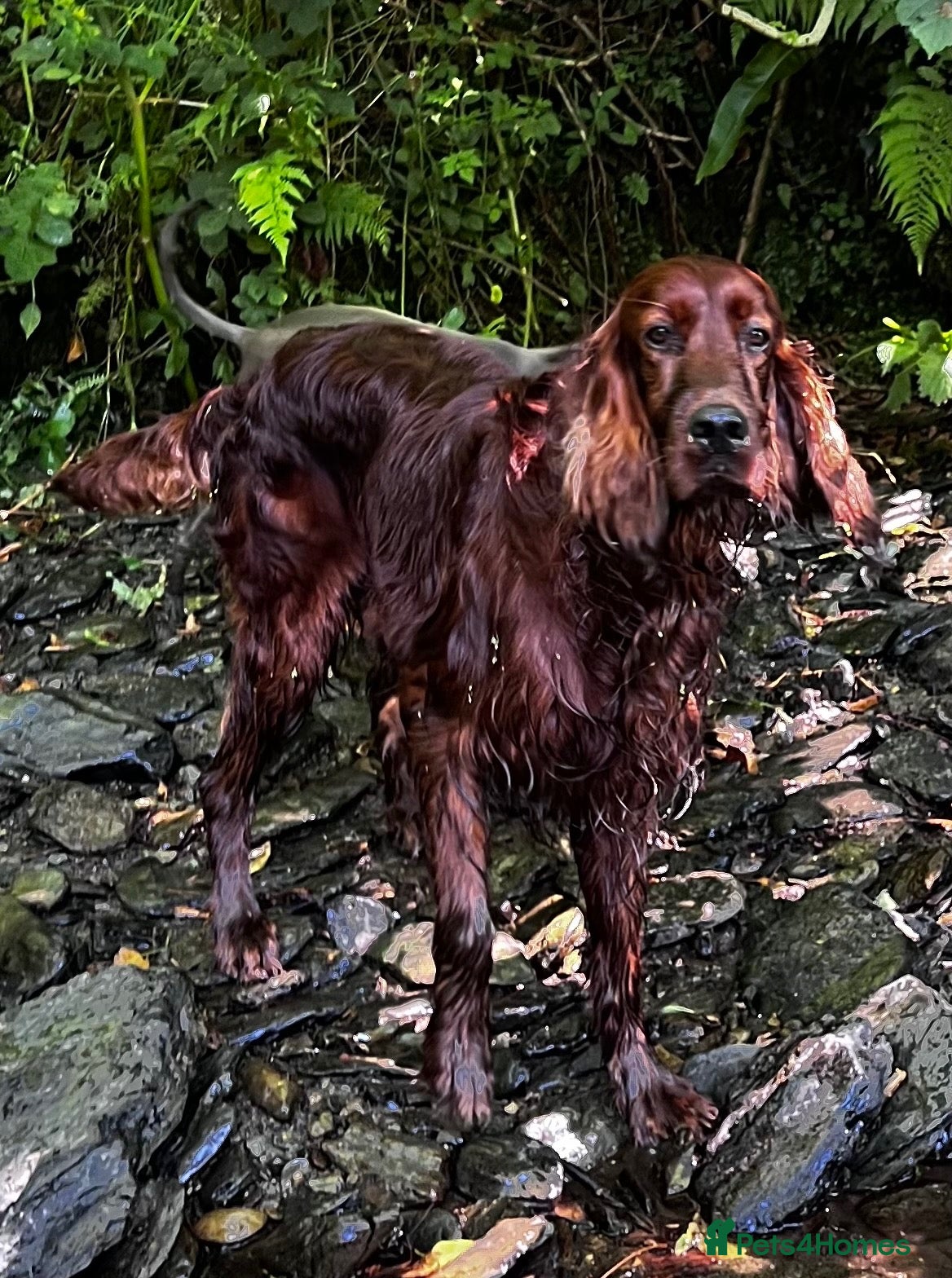 Irish Setter dogs At Stud the Gallant Gunner - Advert 3