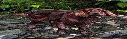 Irish Setter dogs for stud: At Stud the Gallant Gunner - Advert 1