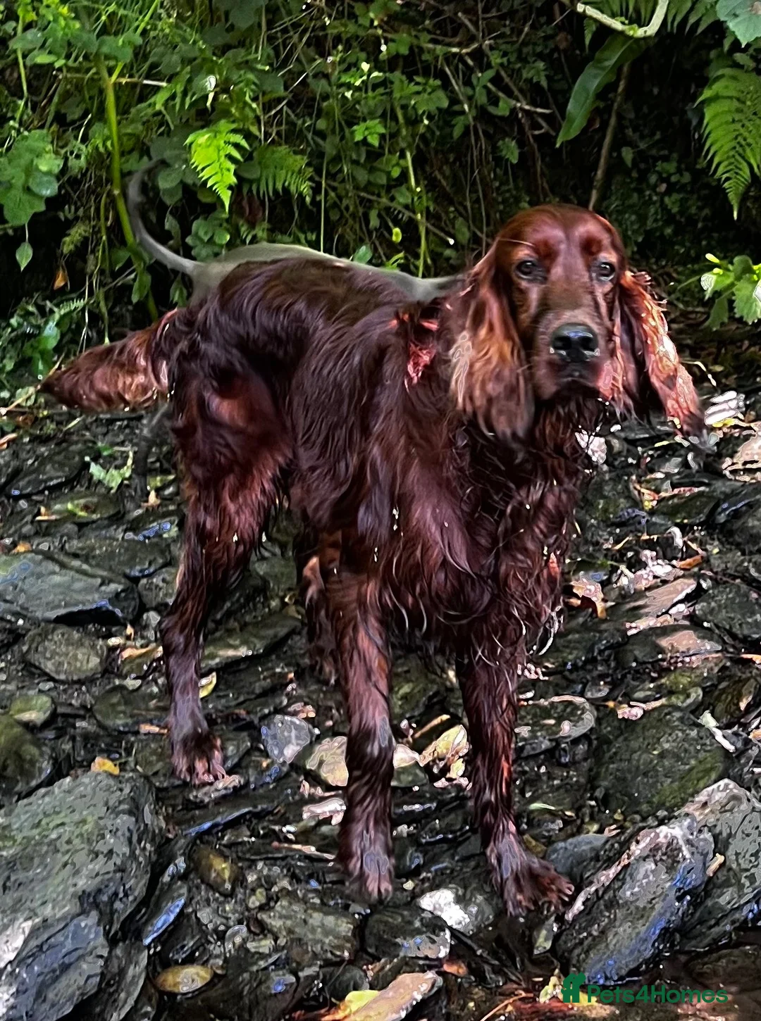 Irish Setter dogs for stud: At Stud the Gallant Gunner - Advert 1