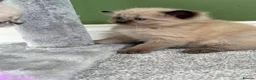 Ragdoll cats for sale:  Blue-Eyed Luxury Pedigree Kittens 🐾 in Grimsby - Advert 11