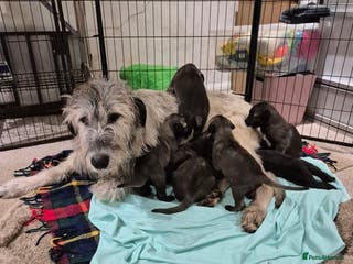 Irish Wolfhound dogs Irish wolfhound puppies for sale - Advert 14