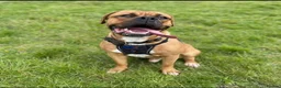 Mixed Breed dogs for sale: Rusty in Stoke-on-Trent - Advert 1