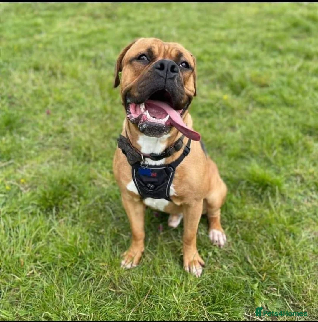 Mixed Breed dogs for sale: Rusty in Stoke-on-Trent - Advert 1