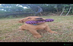 Labrador Retriever dogs for sale: Labrador Puppies  in Watchet - Image 11