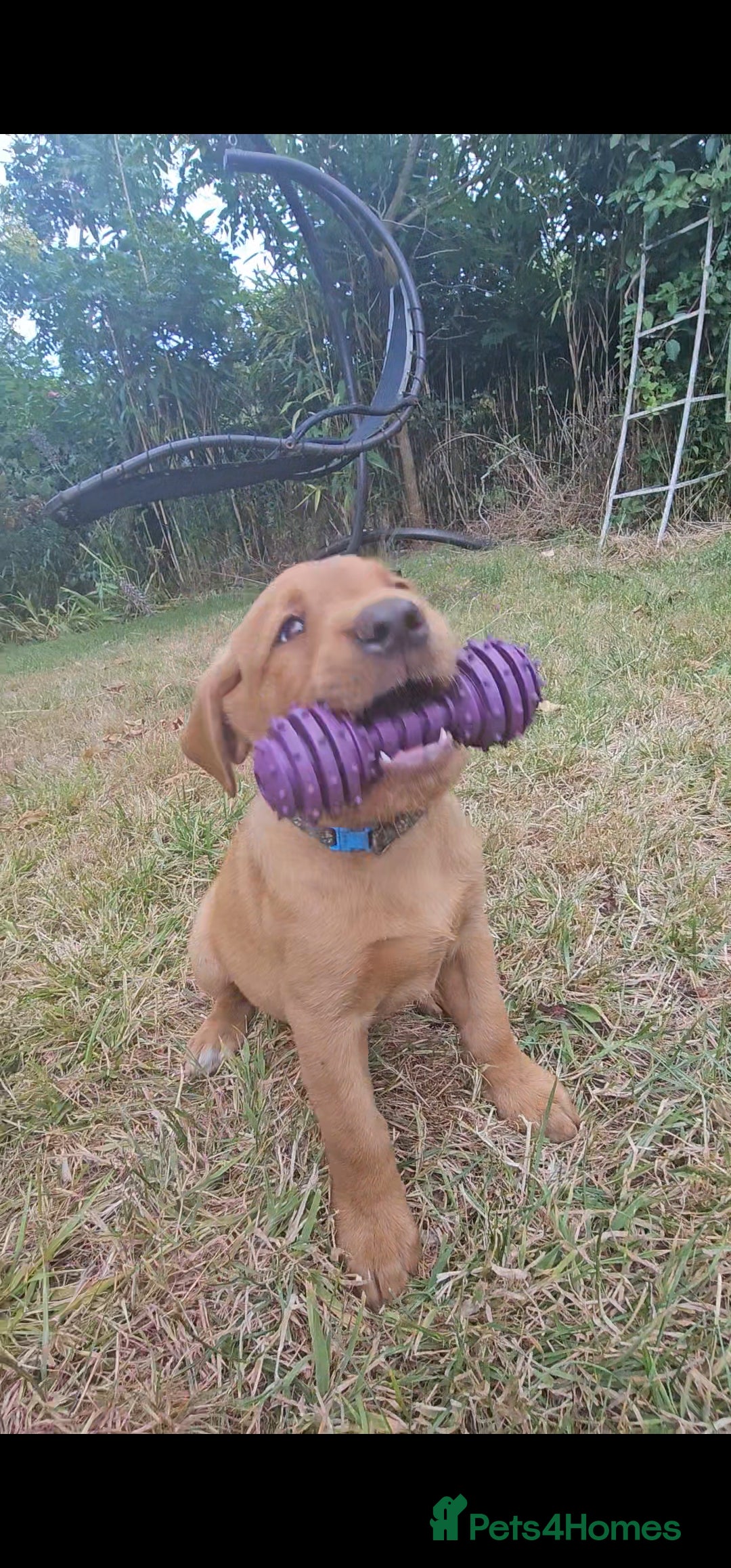 Labrador Retriever dogs for sale: Labrador Puppies  in Watchet - Image 11