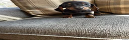 Dachshund dogs for sale: Dachshund puppies  in Tonypandy - Advert 3