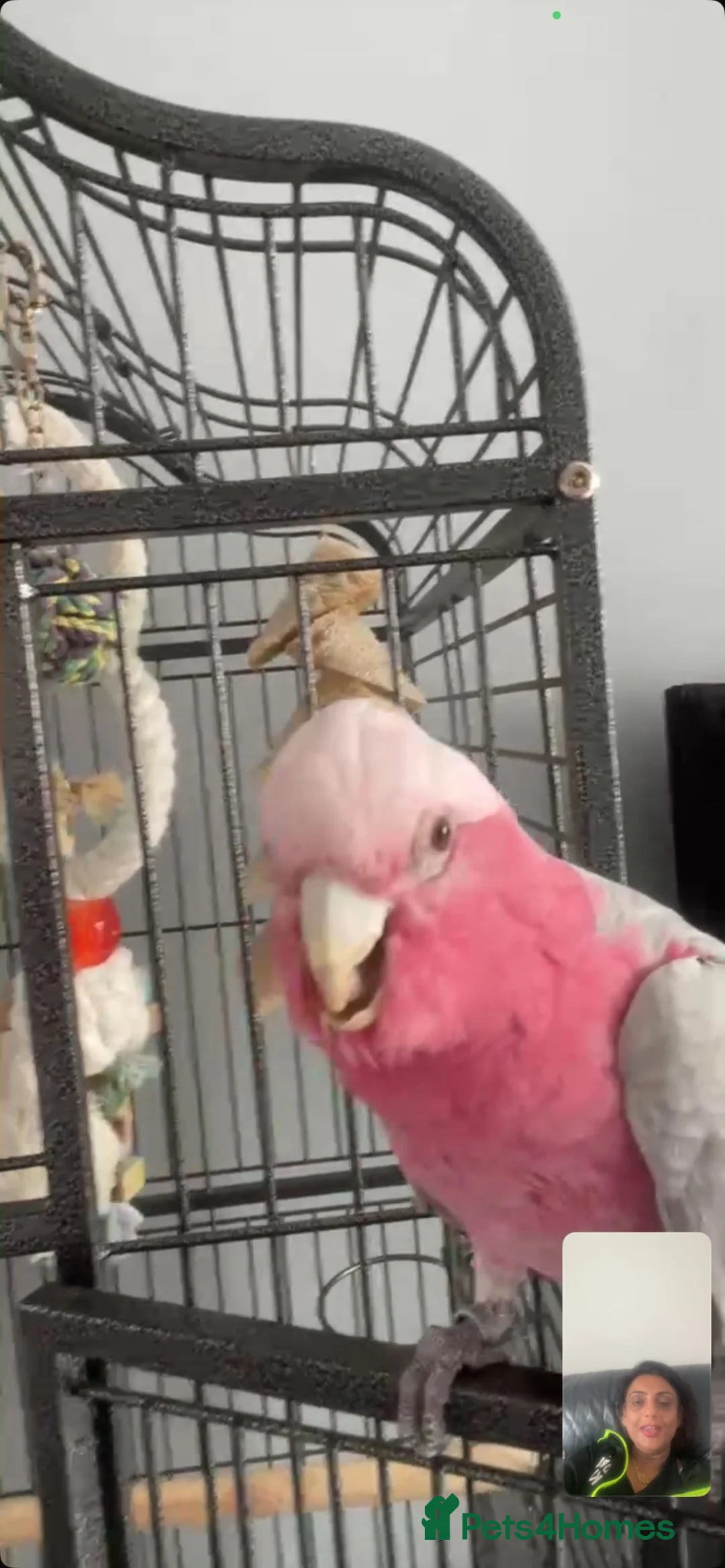 Cockatoo birds for sale: Beautiful galah  in Doncaster - Advert 2