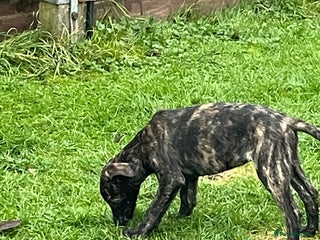 Lurcher dogs lurcher pups - Advert 10