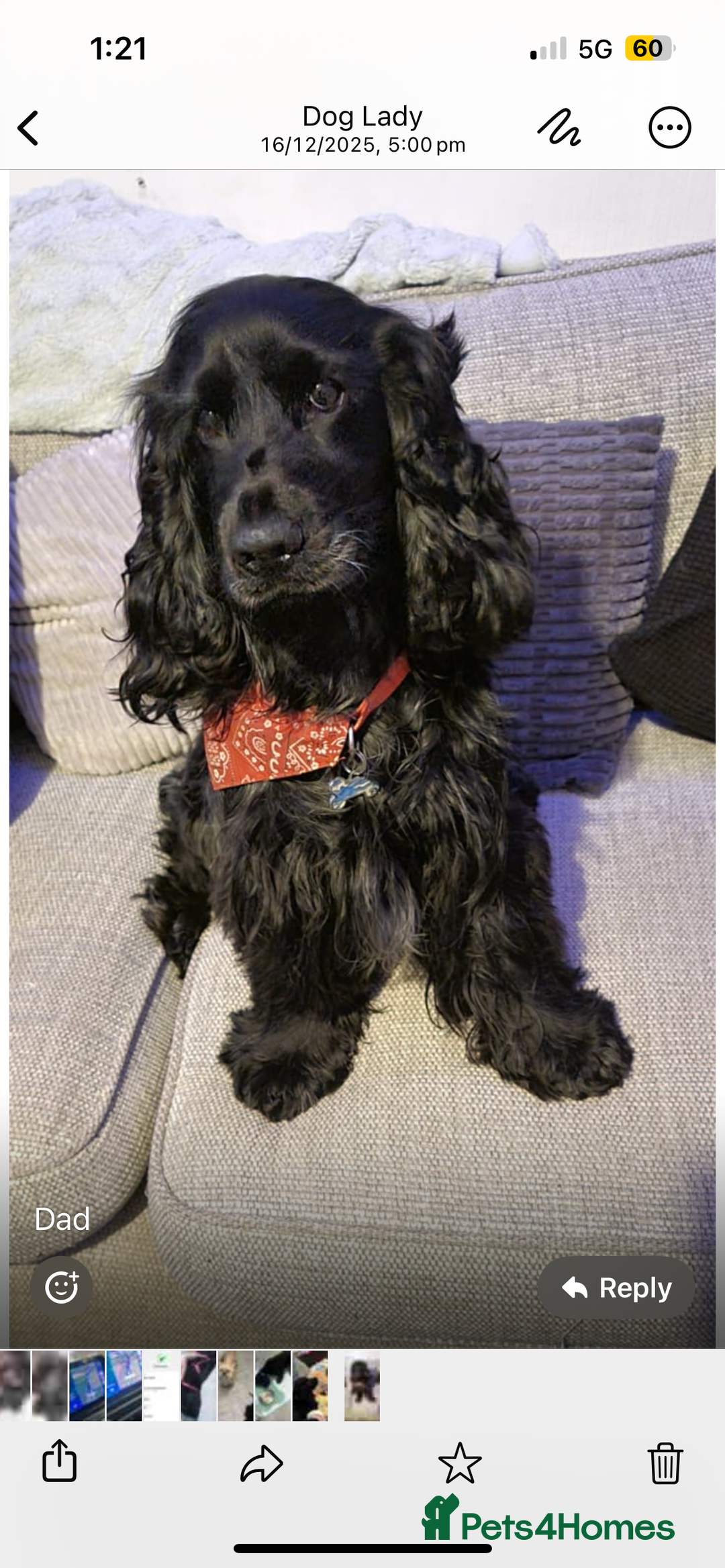 Cocker Spaniel dogs for sale: Beautiful Black Cocker Spaniel. - Advert 6