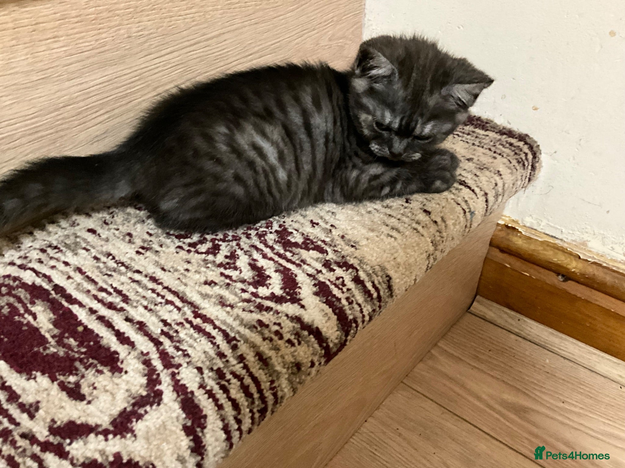 British Shorthair cats Rare BSH kitten - Advert 1