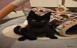 Maine Coon cats for sale: TICA reg Maine coon kittens - Image 1