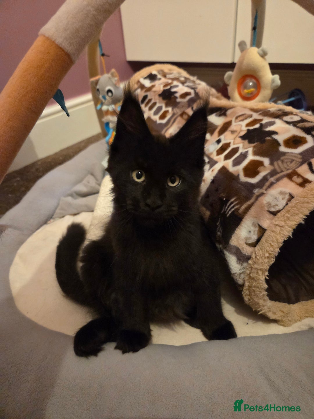 Maine Coon cats for sale: TICA reg Maine coon kittens - Image 1