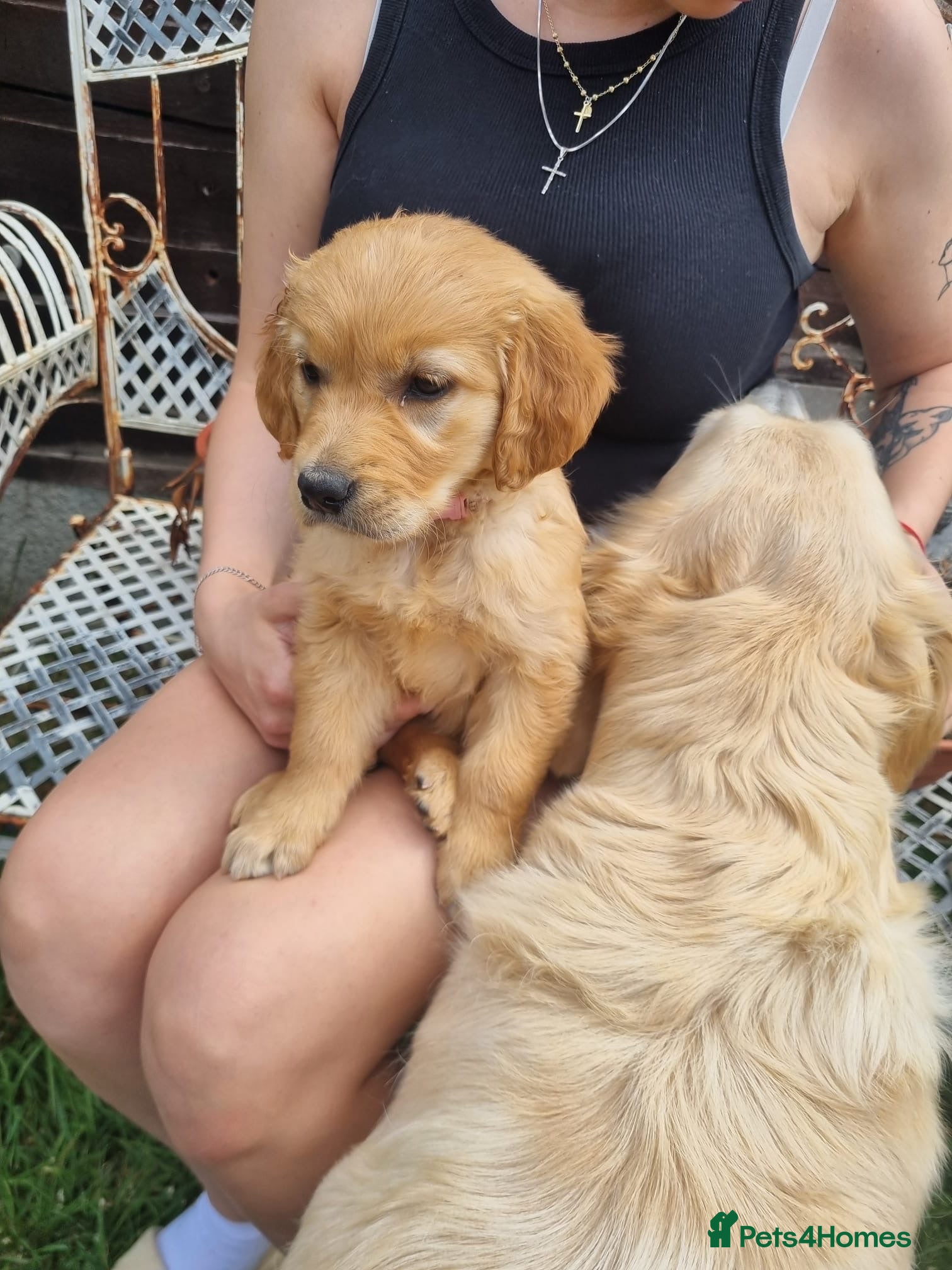 Golden Retriever dogs 🩷READY NOW  Only one girls left 🩷 - Advert 12